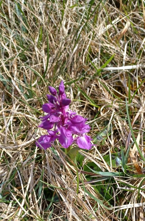 20240410 orchid