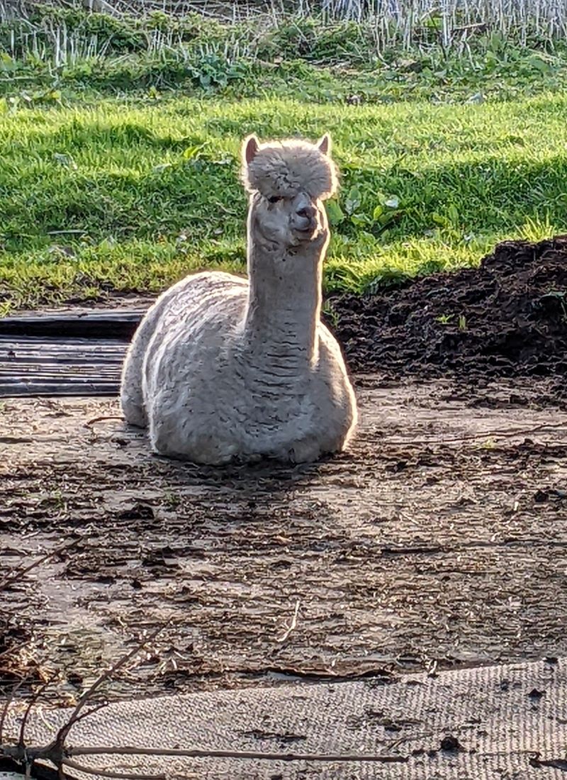 20240417 Alpacca