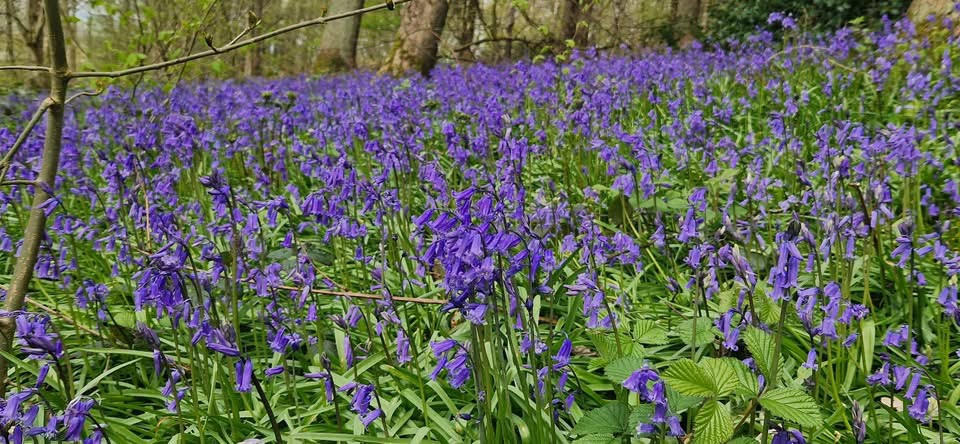 Hellifield Bluebells
