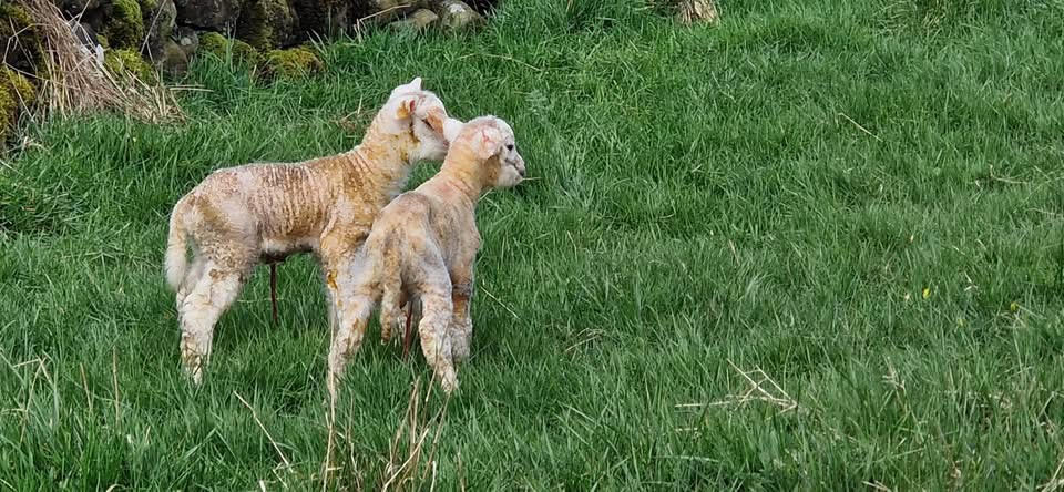Hellifield Lambs