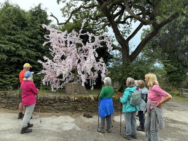 Spring Wood - Blossom tree