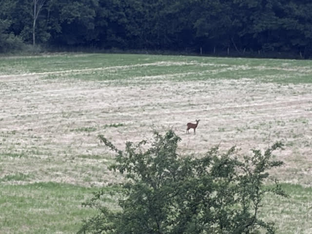 Spring Wood - Deer